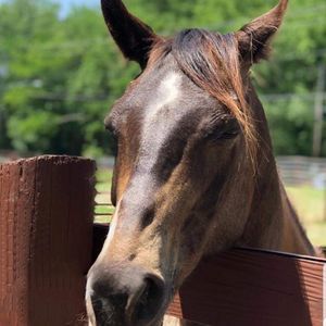 Meet your Posher, Ginger